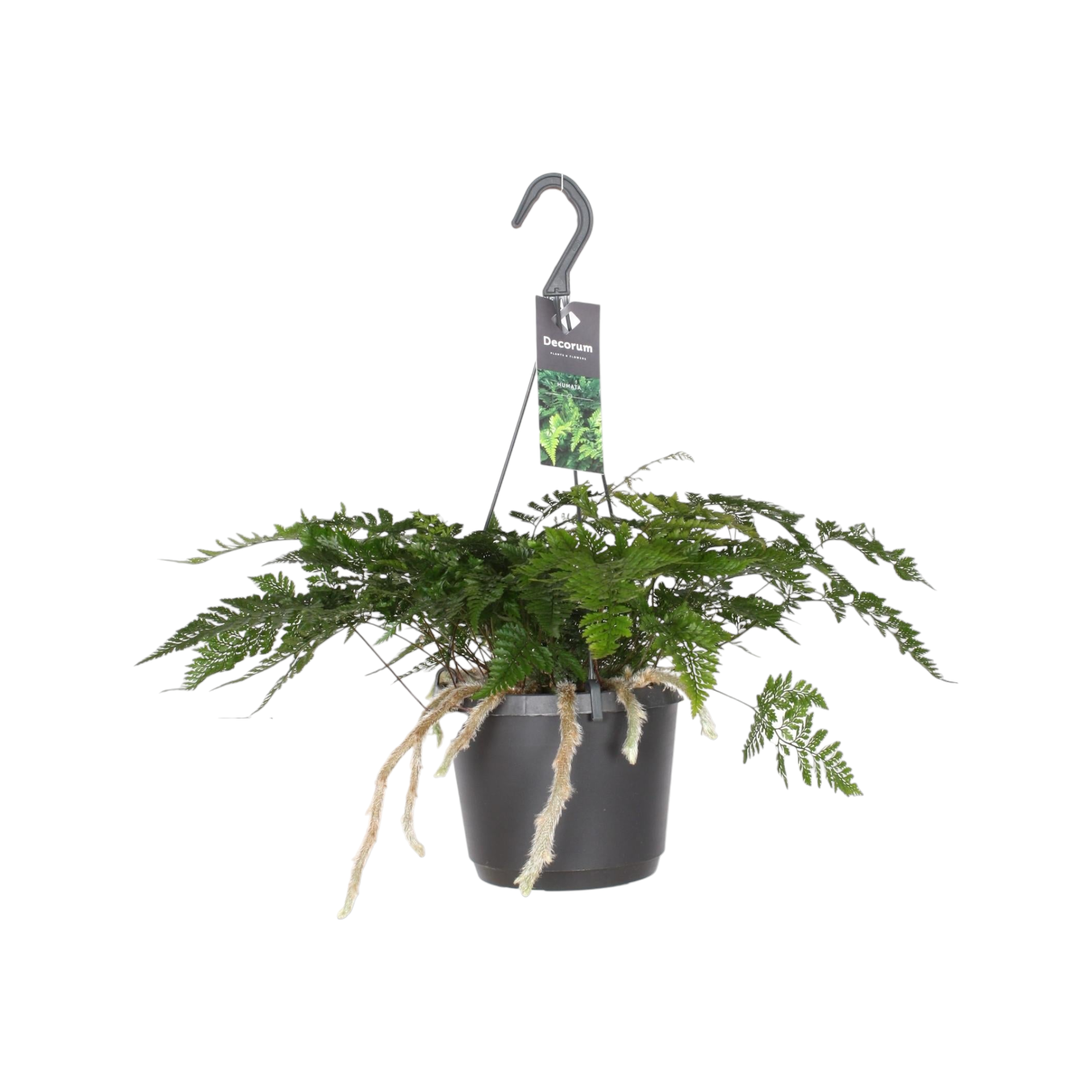 Plante d'intérieur - davallia teyermannii 30.0cm