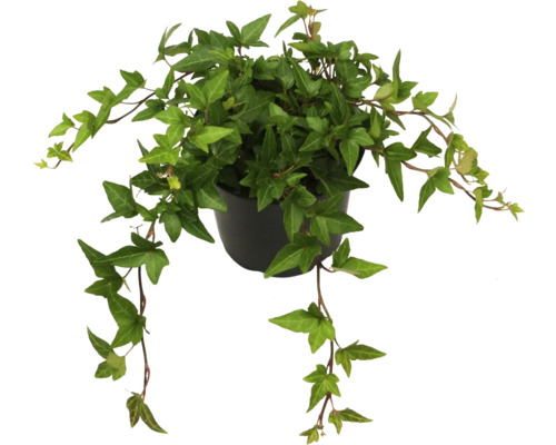 Grootbladige klimop FloraSelf Hedera helix hibernica Ø 13 cm pot