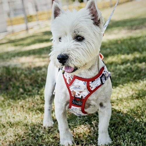 Coleira de viagem vermelha para cães