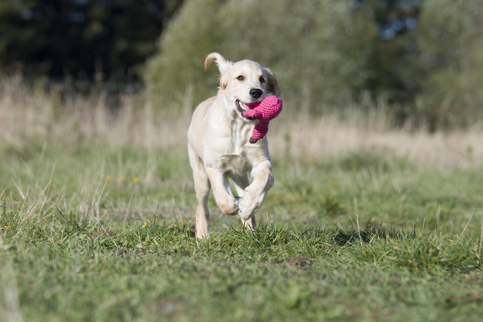 Hundespielzeug Franzi Flamingo - Laboni