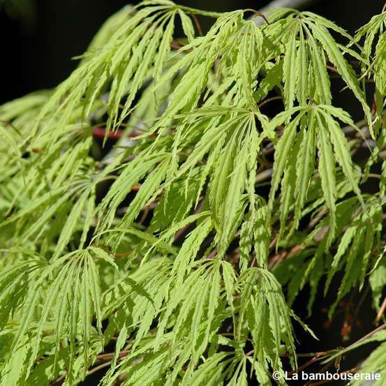 Acer palmatum 'Viridis' Dissectum C80L h.150/175cm