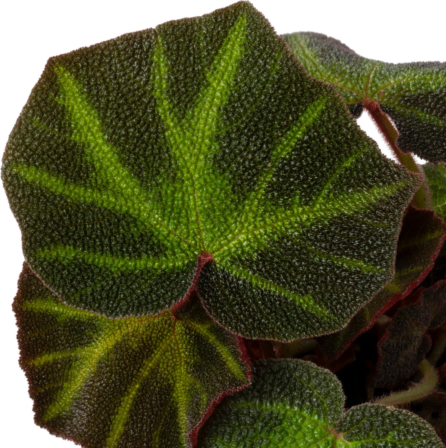 Biologische Bladbegonia (Begonia soli-mutata) D 11 H 15 cm