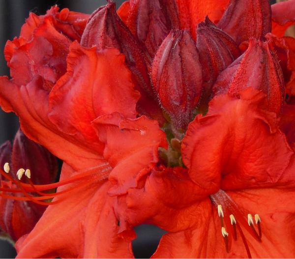 Rhododendron
