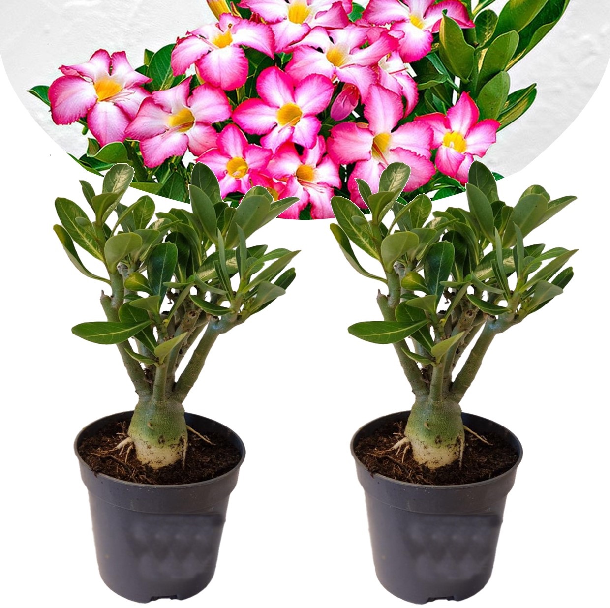 Adenium obesum - set de 2 - roses du désert - pot 10.5cm - hauteur 25-40cm