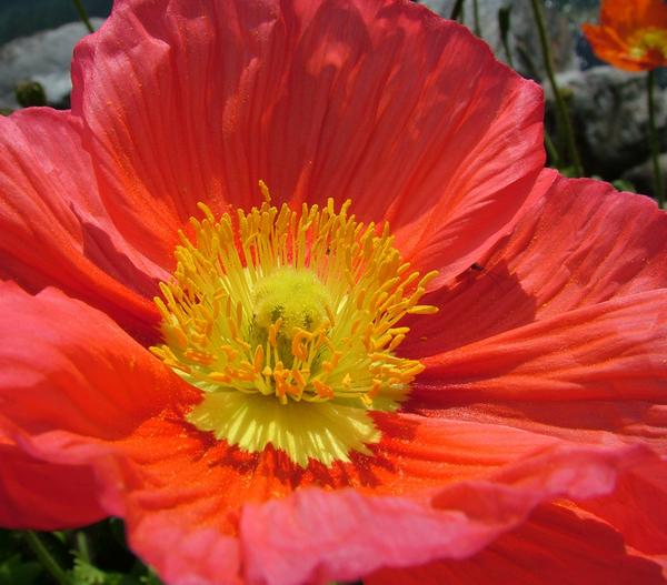 Bio Island-Mohn