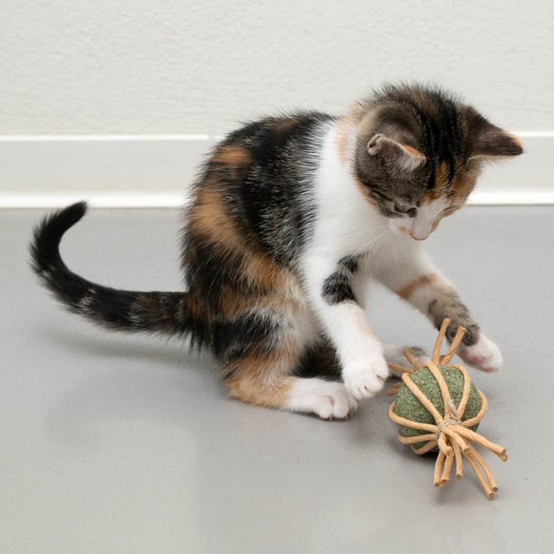 Jouet Modern Living Samarkand Bonbon garni de menthe à chat