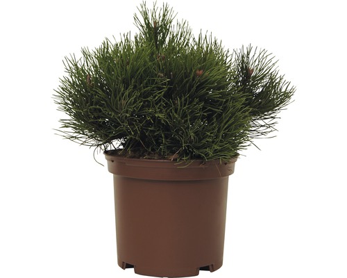 Kruipende den FloraSelf Pinus mugo 'Pumilio' H 10-15 cm Co 2 L