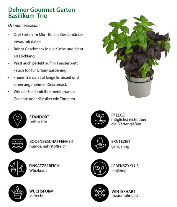 Dehner Gourmet Garten Basilikum-Trio