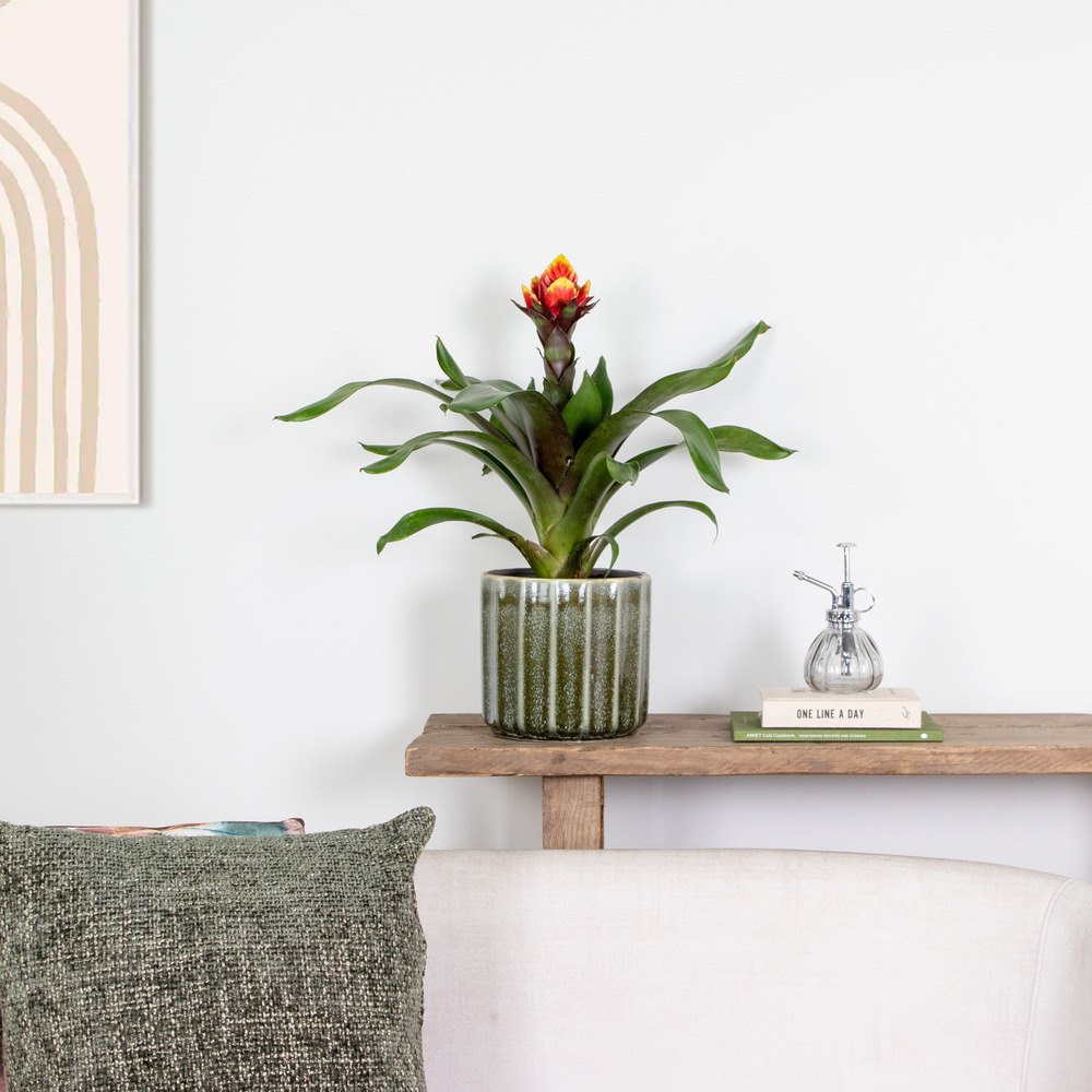 Guzmania crown – plante tube – plante d'intérieur – peu d'entretien – ⌀12 cm – ↕40-50 cm