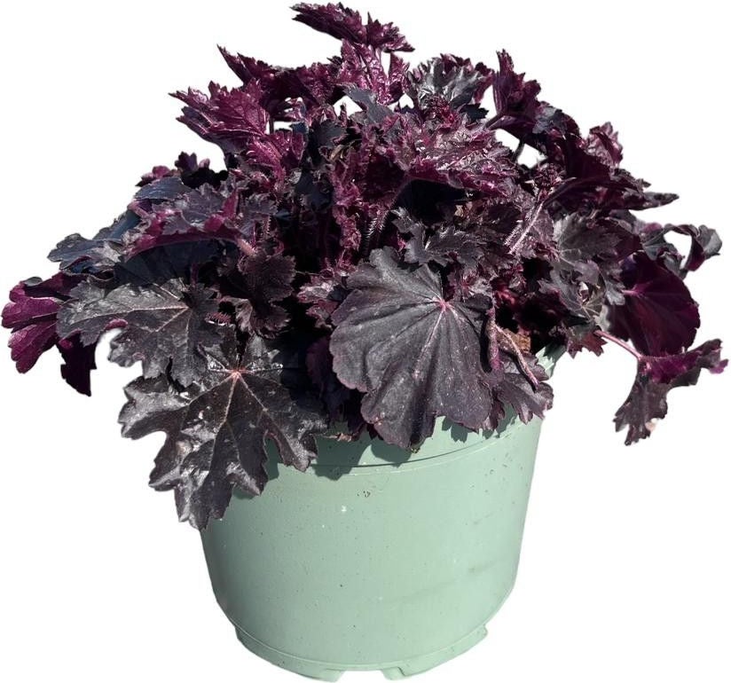 Purperklokje (Heuchera 'Timeless Night') D 17 H 25 cm