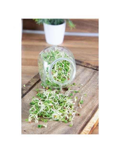 Buzzy Organic Sprouting Pot Daikon Bio - Groentezaden - 7.5 g