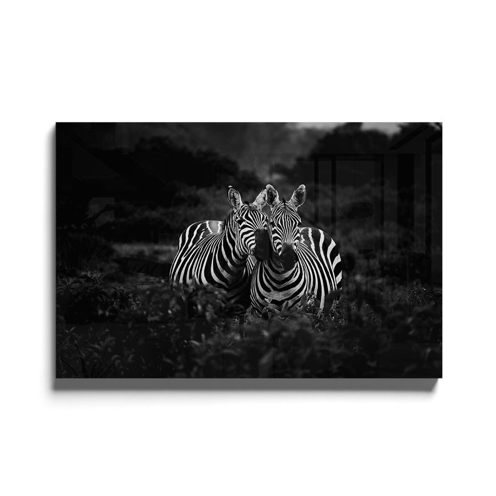 Walljar acrylglas schilderij - Two Zebras Nuzzling Acrylglas schilderij - 80 x 120 cm