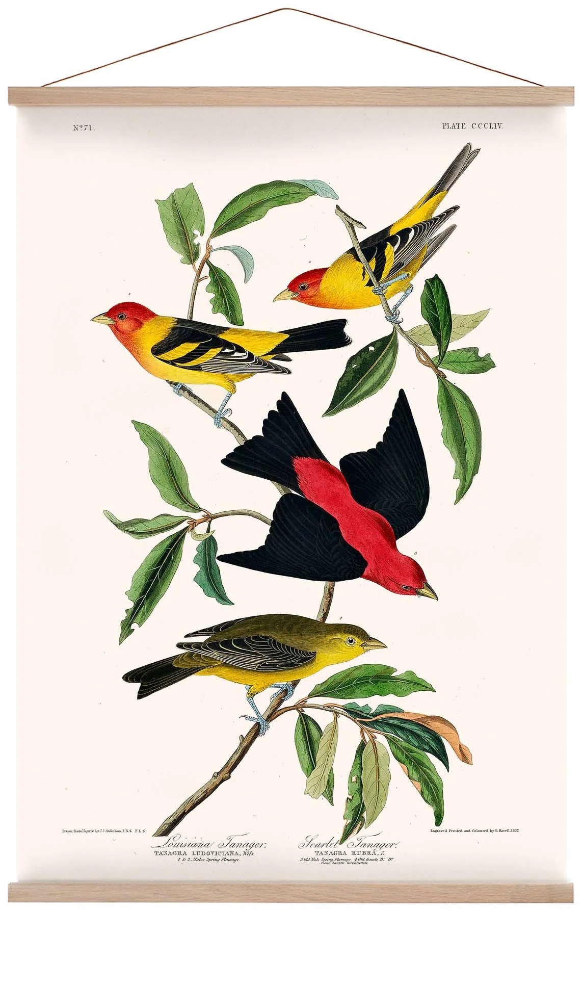 Louisianatangare & Scharlachtangare