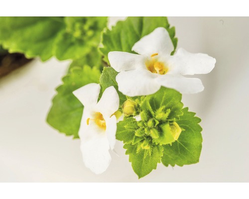 Sneeuwvlokbloem FloraSelf Bacopa x Hybride 'Gulliver Dynamic White' Ø 12 cm pot