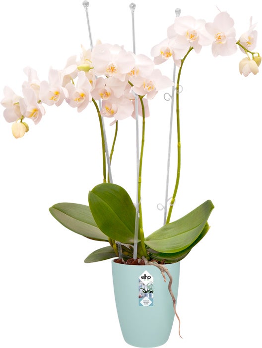Elho bloempot Brussels orchidee transparant D 12,5 H 15,5 cm