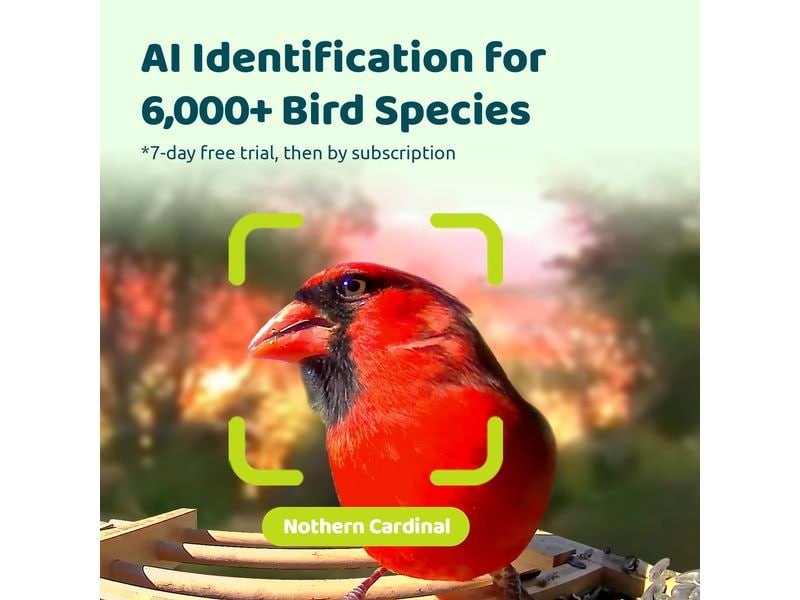 Birdfy Futterspender FSC Bambus Mini Solar Vogelfutterspender mit Kamera und Lifetime AI