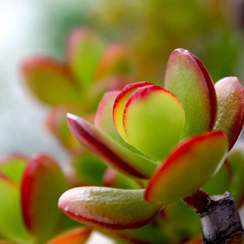 Jadeplant - Crassula ovata 'Sunset' - Hoogte 30-35cm - ⌀17cm