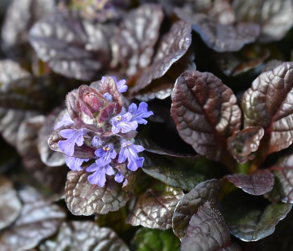 Bio Kriechender Günsel 'Atropurpurea'