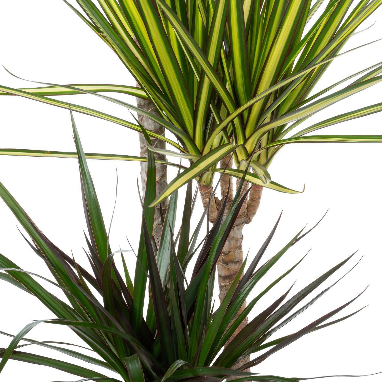 Drakenbloedboom (Dracaena marginata 'Carnaval') D 21 H 115 cm