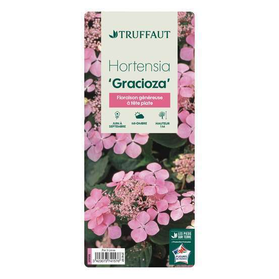 Hydrangea 'Gracioza', ctr 3 L
