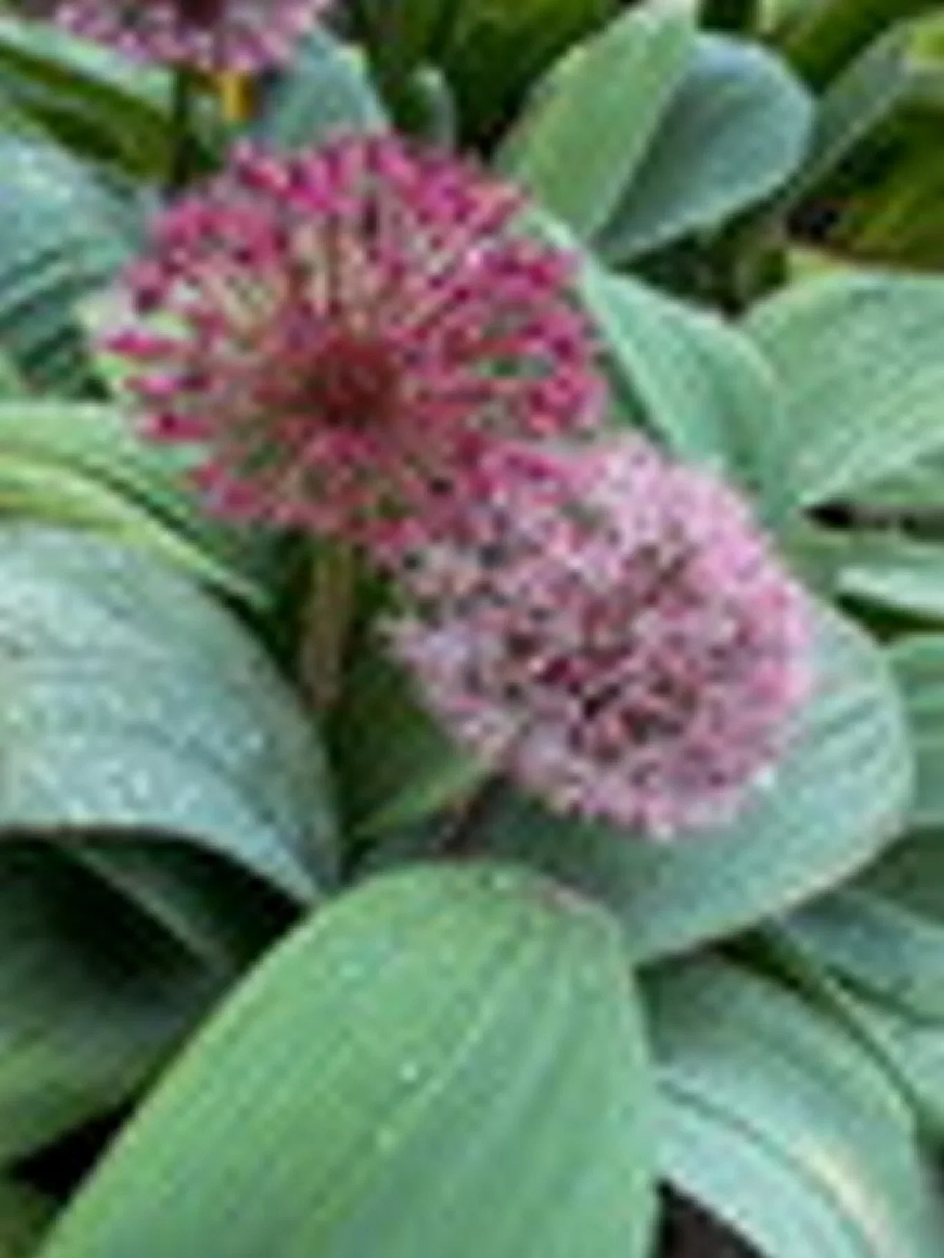 Allium karataviense 'Red Giant' Kuleløk 'Red Giant'