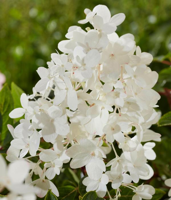 Bodendecker-Rispen-Hortensie Groundbreaker®