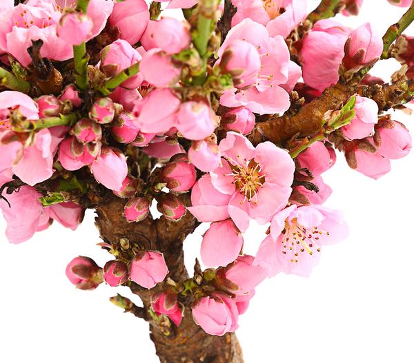 Zwergnektarine 'Rubis Necta Zee'