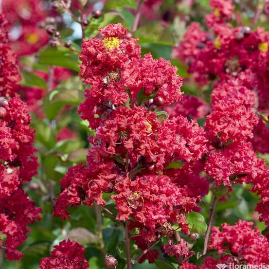 Lilas des Indes 1/2 tige 6/8cm 15L