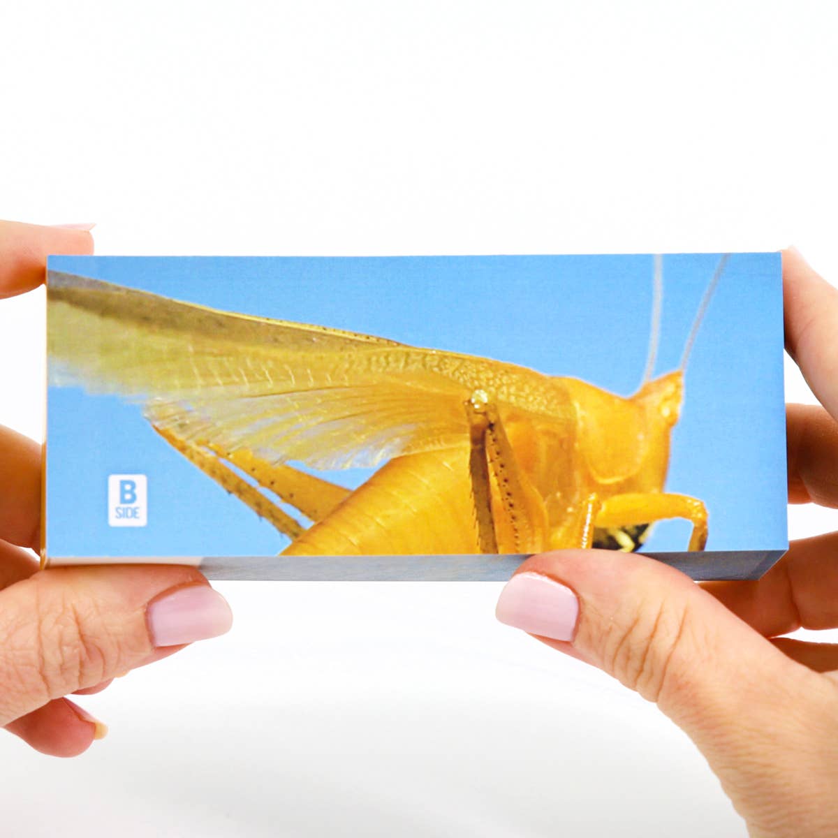 Flipbook Daumenkino 