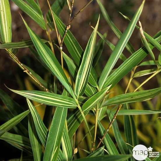 Bambou moyen phyllostachys aurea 200/250 cm: pot de 30 litres