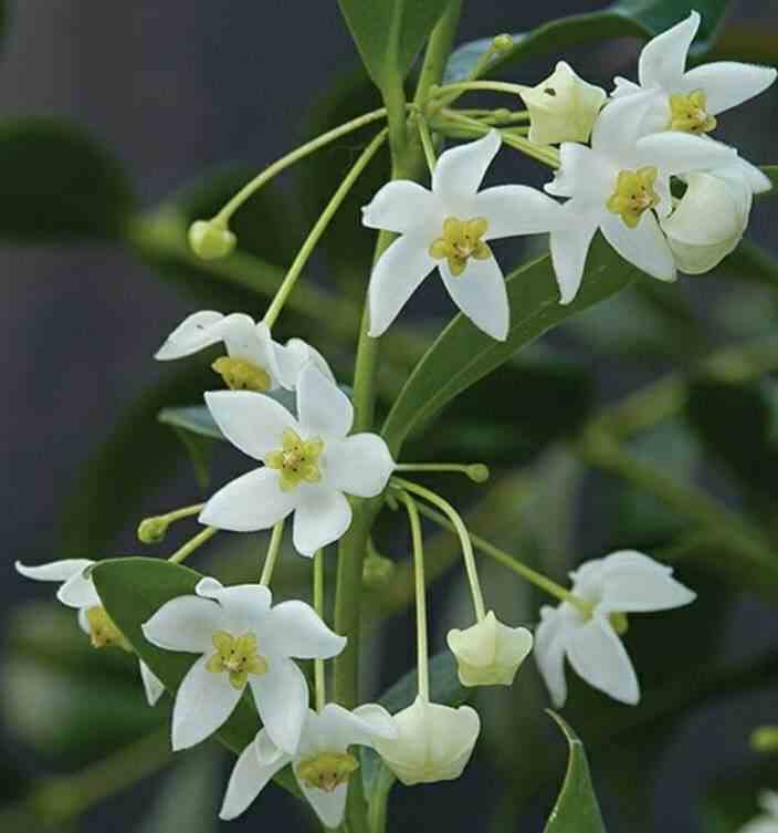 Hoya odorata (fleur de porcelaine, fleur de cire) blanc - taille pot de 2 litres - 20/40 cm
