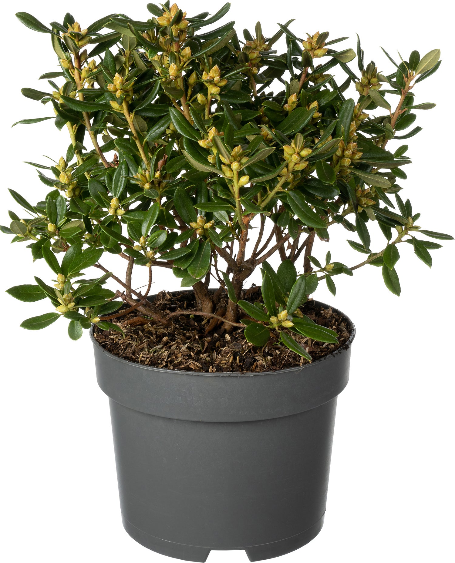 Rhododendron (Rhododendron 'Pintail') D 17 H 20 cm