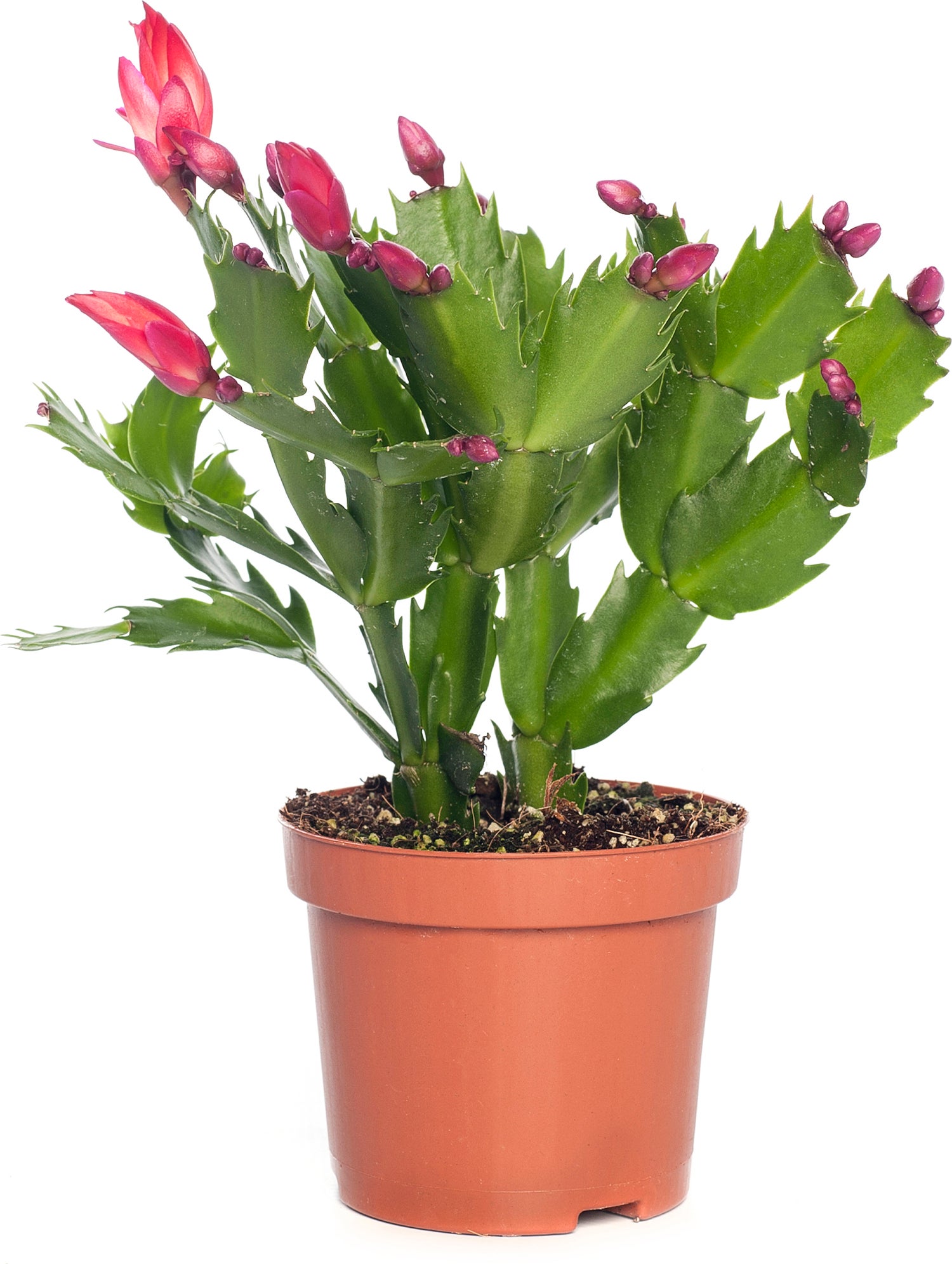 Lidcactus (Schlumbergera) rood D 9 H 25 cm