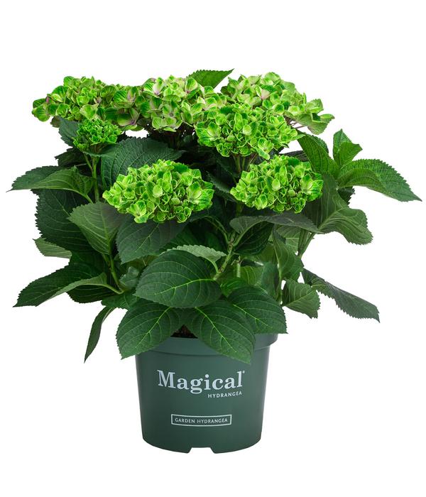 Hortensie 'Magical Amethyst'
