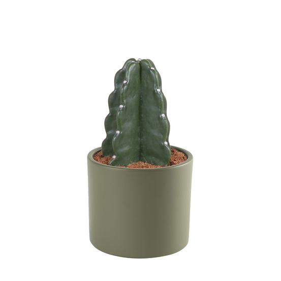 Cactus Cuddly - pot D12cm