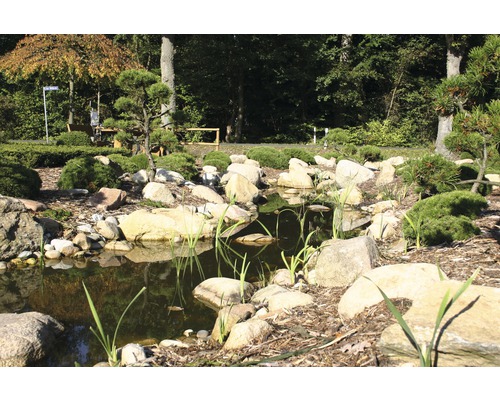 Kruipende den FloraSelf Pinus mugo 'Pumilio' H 10-15 cm Co 2 L