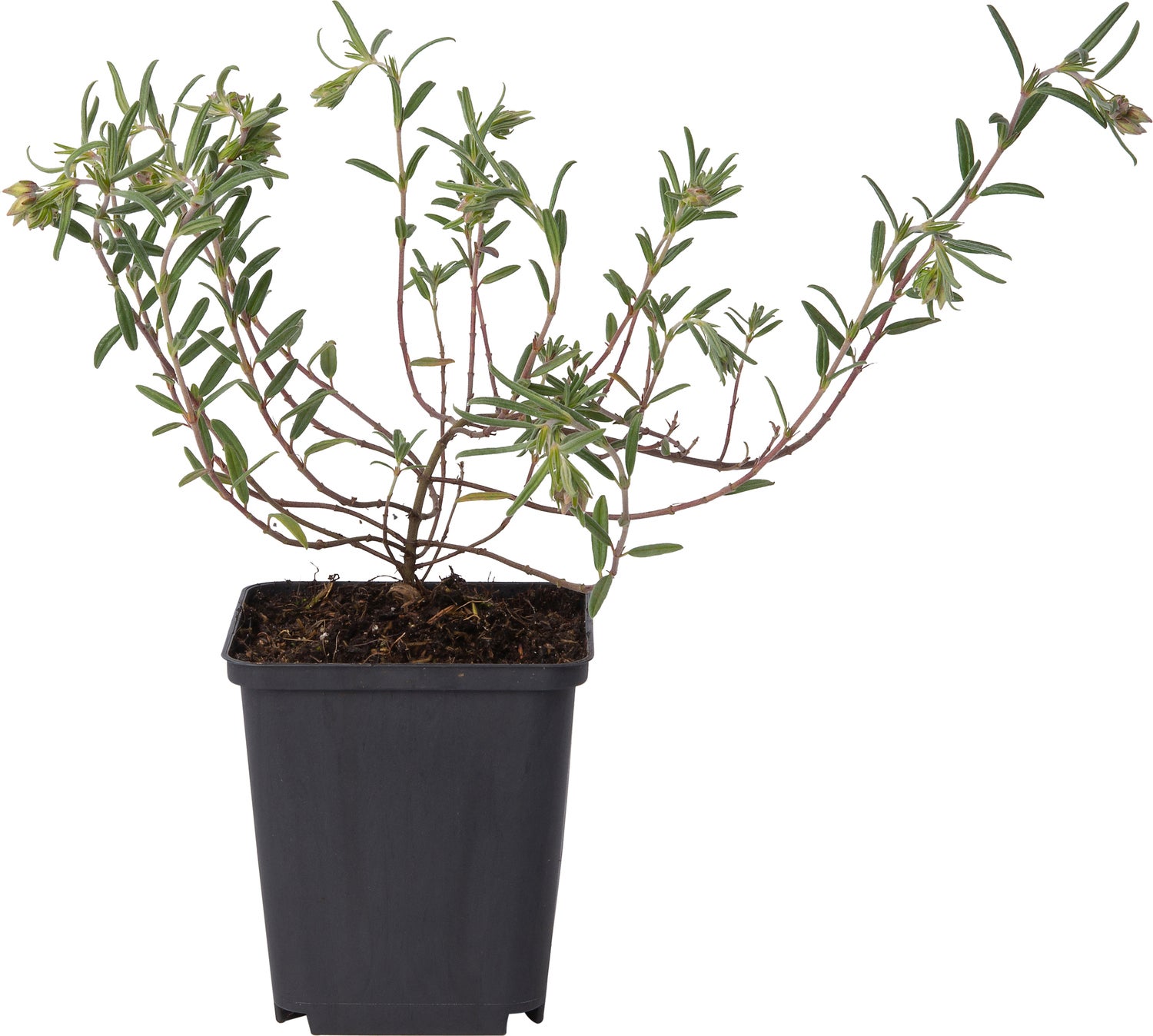 Zonneroosje (Helianthemum 'Supreme') D 9 H 10 cm