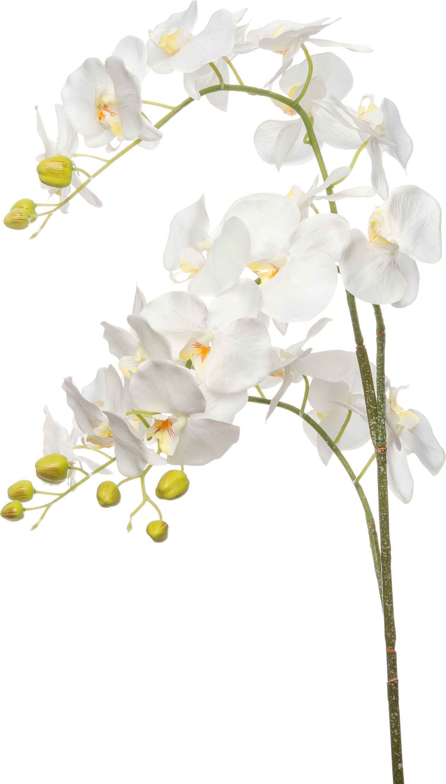 Intratuin kunstbloem Vlinderorchidee40 x 9 x 137 cm WIT