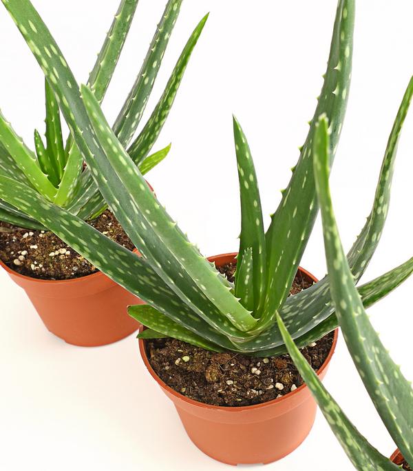 Echte Aloe-Set - Aloe vera