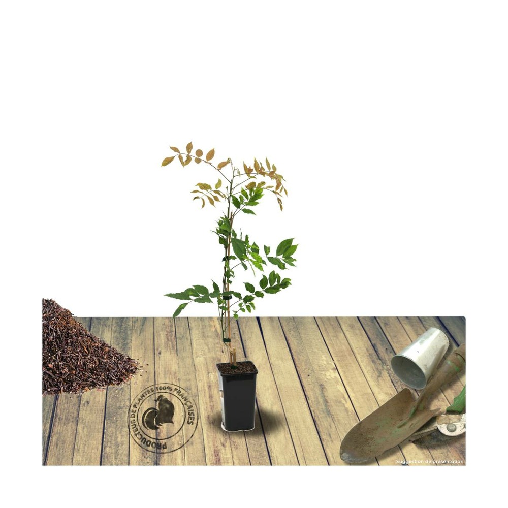 Glycine du japon floribunda/wisteria floribunda[-]pot de 1,5l - tuteur bambou 30/60 cm