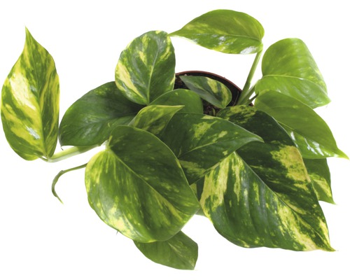 Gouden Pothos (Scindapsus aureum) H 20-30 cm Ø 12 cm pot