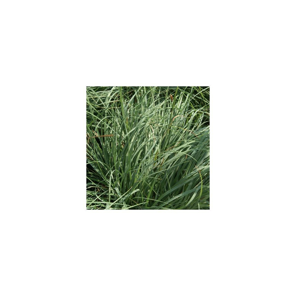 Laîche glauque blue zinger/carex flacca blue zinger[-]godet