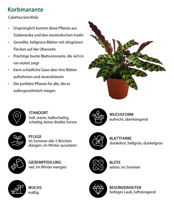 Korbmarante - Calathea lancifolia