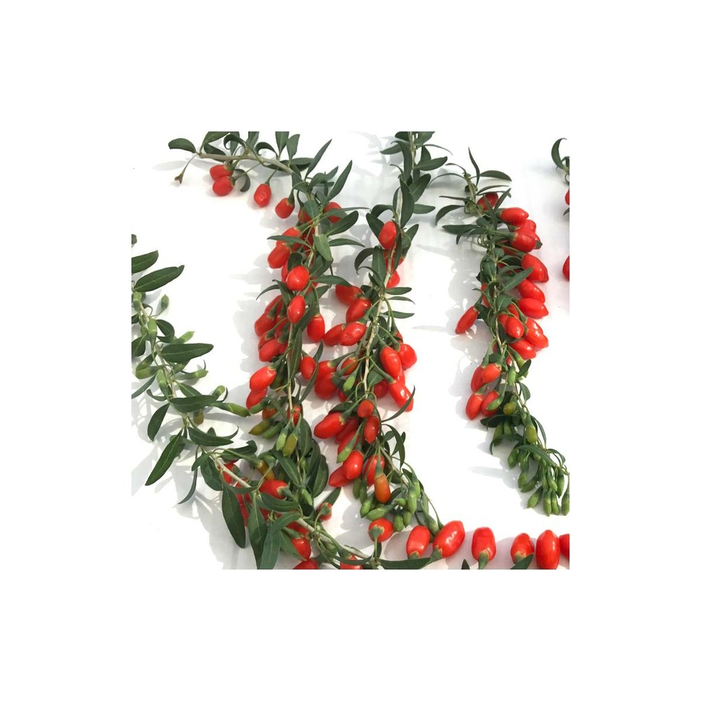 Baie de goji princess tao® 'fpw03'/lycium barbarum princess tao® 'fpw03'[-]pot de 3 l - 40/50 cm