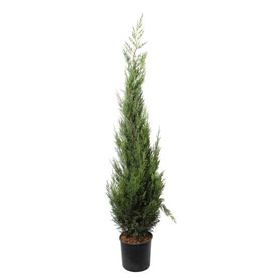 Cupressocyparis Leylandii 2001 : H. 175/200 cm, pot 18L