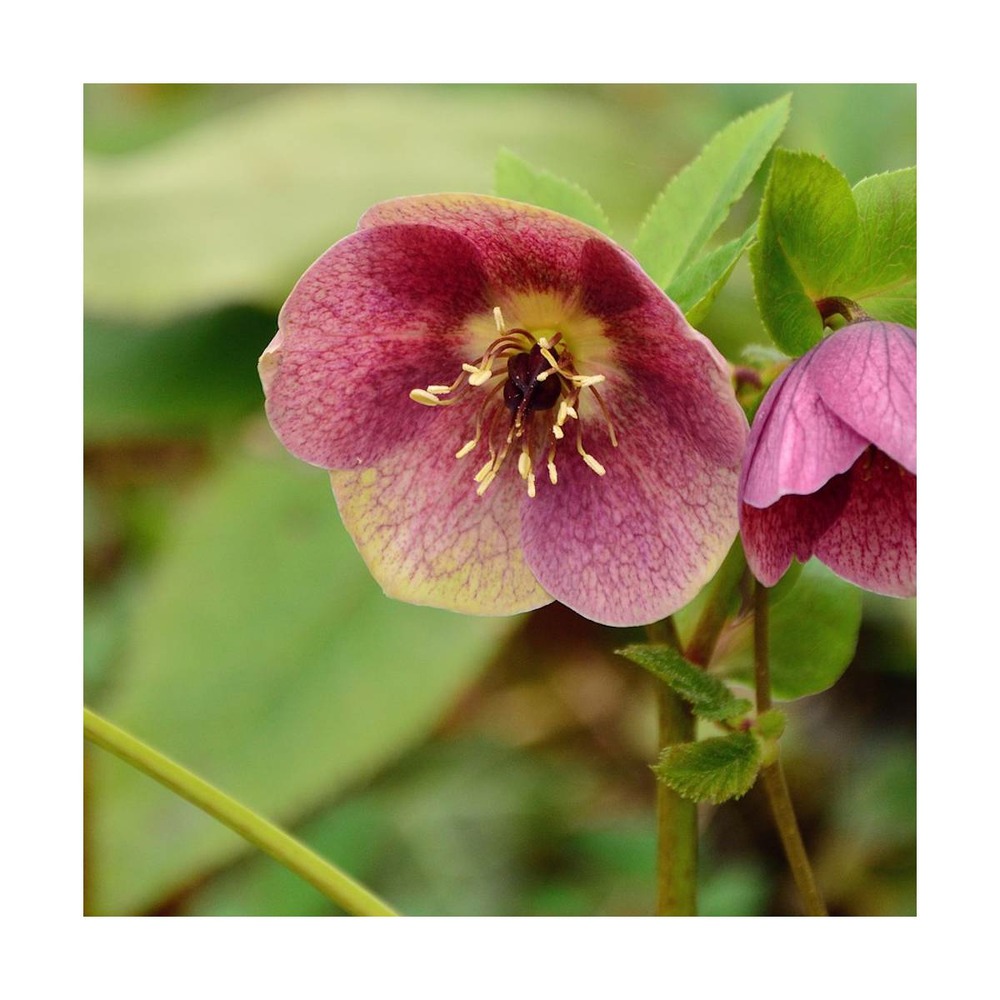 Hellébore orientale red hybrids/helleborus orientalis red hybrids[-]godet