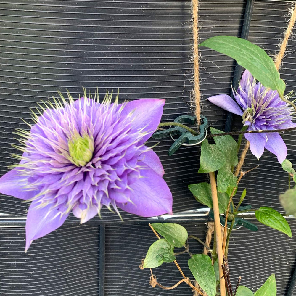 (20er Set) Garten Pflanzenklammern Pflanzenclips Rankhilfe - Grün / Silber