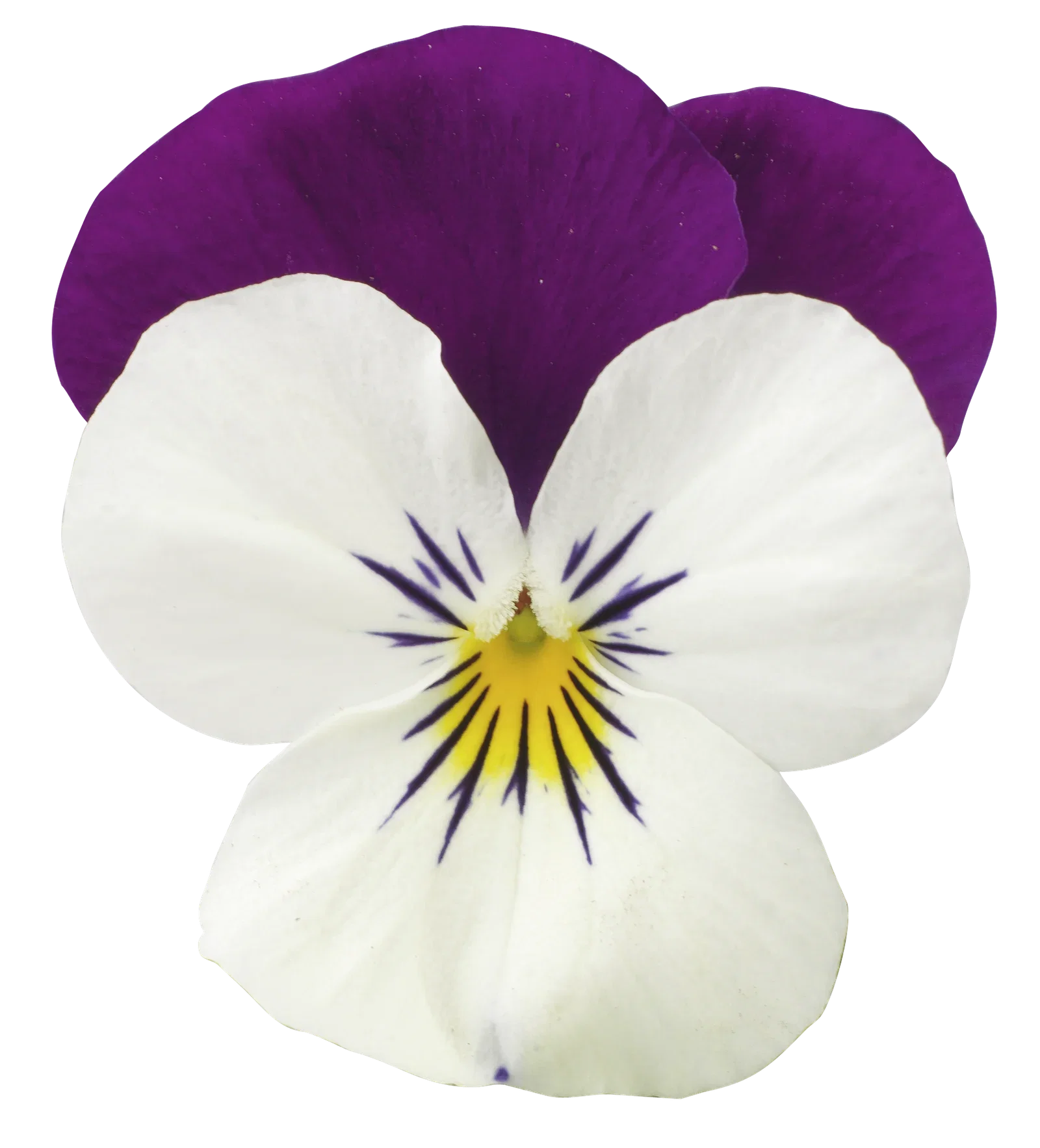 Viola x wittrockiana Stemor småblomstret 6 pk
