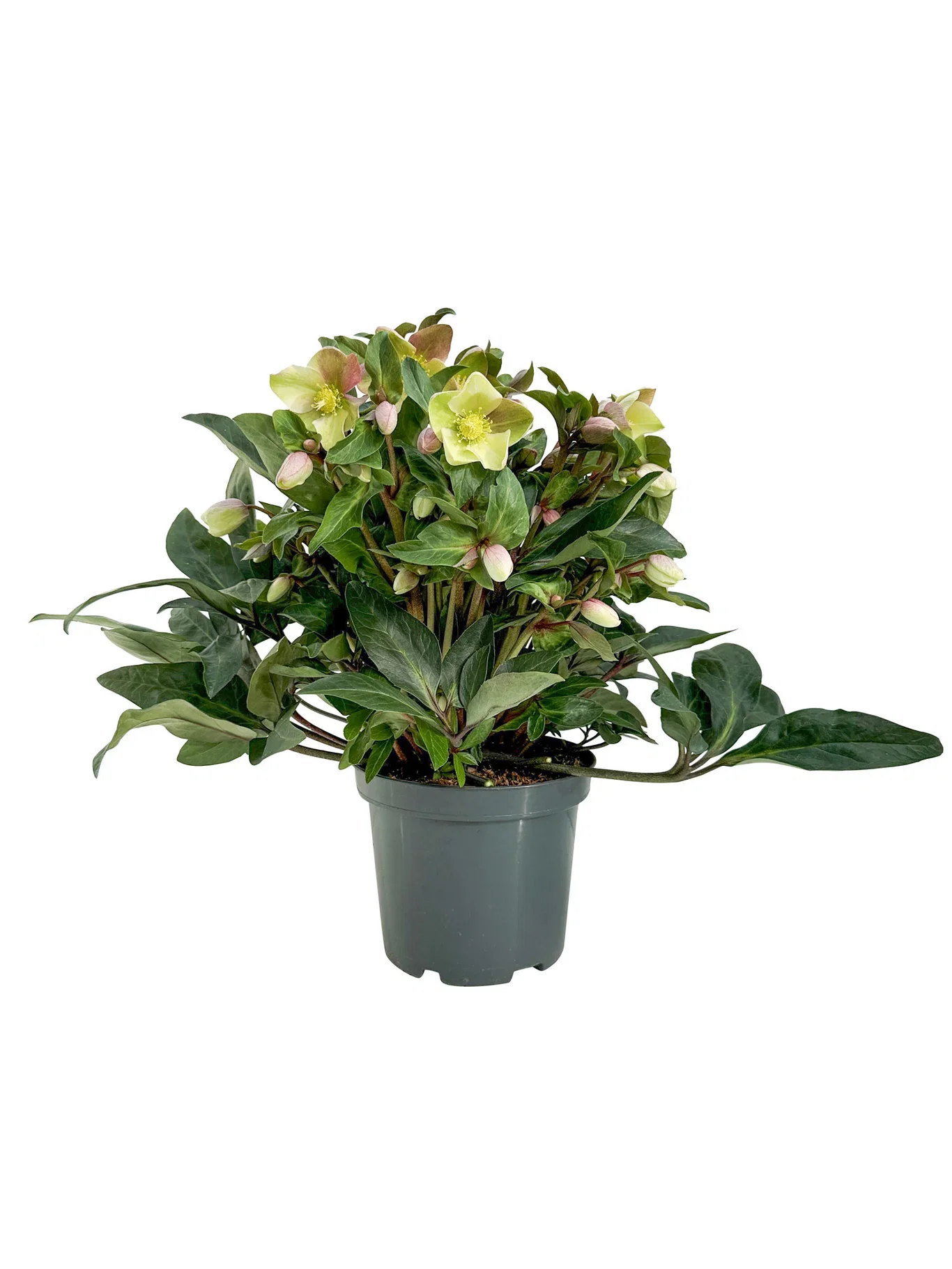 Helleborus 'Beauty Princess' Julerose 'Beauty Princess' Ø21 cm