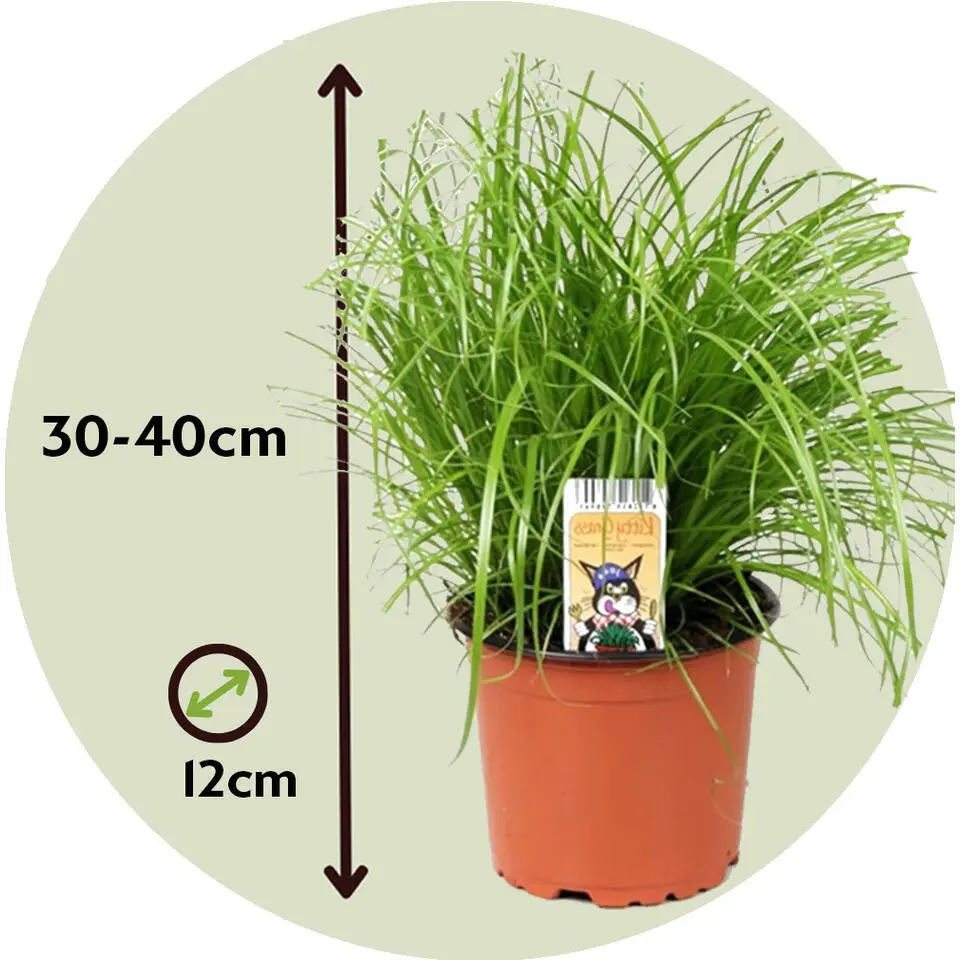 Kattengras - Set van 6 - Cyperus zumula - Hoogte 30-40cm - ⌀12cm